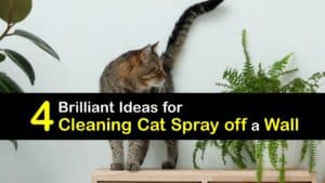 How to Clean Cat Spray off a Wall titleimg1