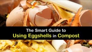 How to Compost Eggshells titleimg1