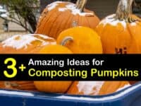 How to Compost Pumpkins titleimg1