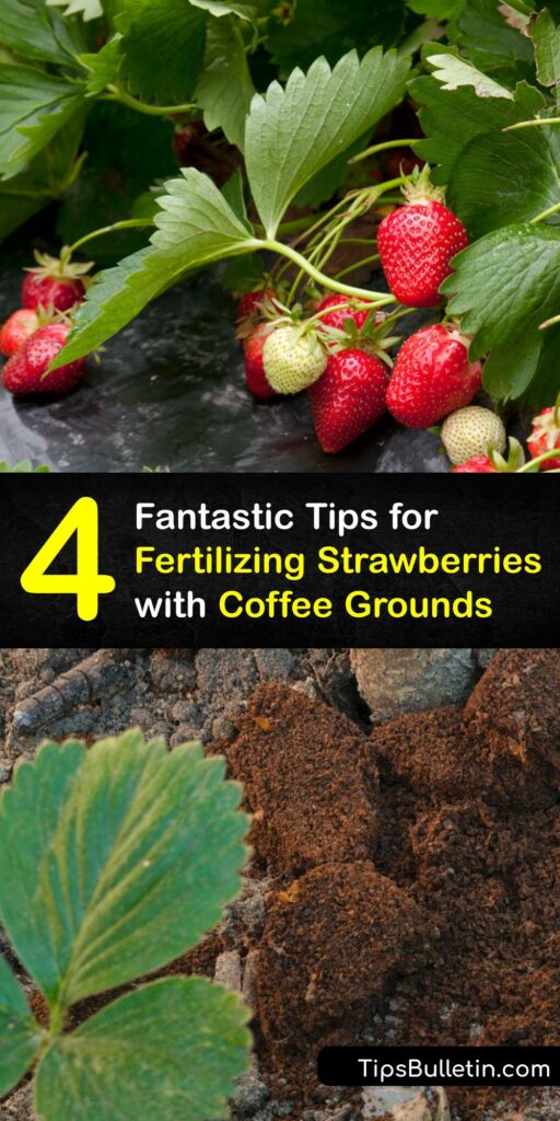 Learn how to fertilize strawberry plants with coffee grounds. Leftover coffee ground material, Epsom salt, banana peels, and eggshells are the best fertilizer ingredients for growing strawberries. Promote strong roots, flowers, and berries. #howto #fertilize #strawberries #coffee #grounds