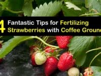 How to Fertilize Strawberries with Coffee Grounds titleimg1