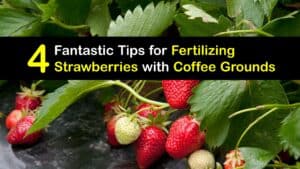 How to Fertilize Strawberries with Coffee Grounds titleimg1