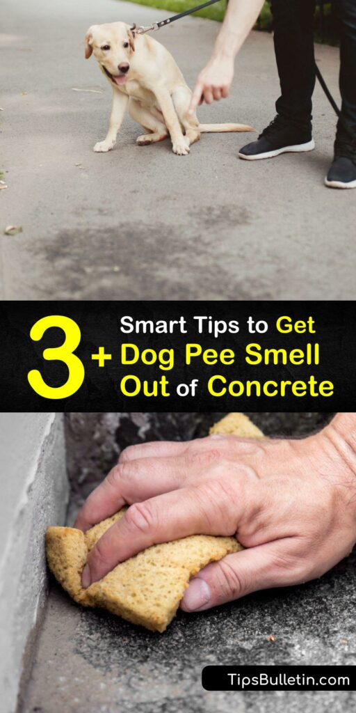 Learn ways to get dog urine smell out of concrete and leave the concrete floor smelling fresh. White vinegar, hydrogen peroxide, and an enzyme cleaner effectively remove dog pee odor from concrete surfaces. #remove #dog #pee #smell #concrete