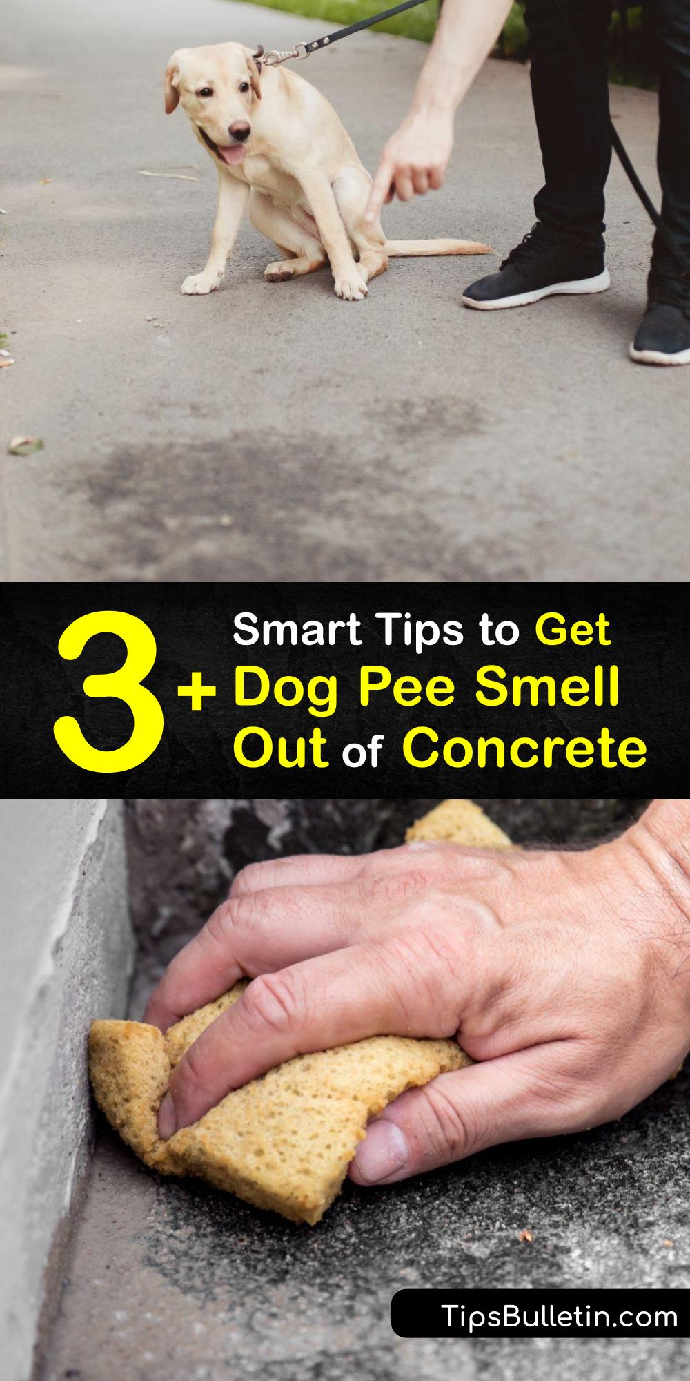 Dog Urine Odors Tricks to Get Rid of Dog Pee in Concrete