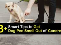 How to Get Dog Pee Smell Out of Concrete titleimg1