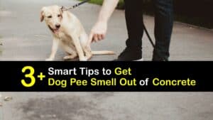 How to Get Dog Pee Smell Out of Concrete titleimg1