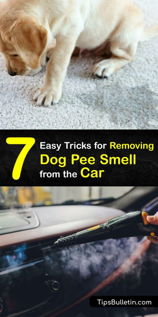 Cat urine, dog pee, or any pet urine smell makes your car unpleasant. If you have a pet stain or a bad odor, you need a cleaner and odor remover. Get rid of the smell by carpet cleaning, using an odor eliminator like baking soda, or a cleaner like Angry Orange. #remove #dog #pee #smell #car
