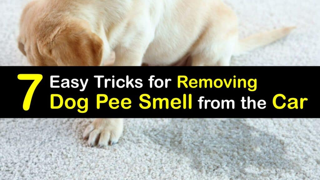 How to Get Dog Pee Smell Out of the Car titleimg1