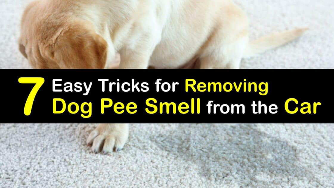 Dog Urine Odor Guide to Get Rid of Dog Pee Smell in Your Car