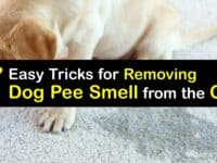 How to Get Dog Pee Smell Out of the Car titleimg1