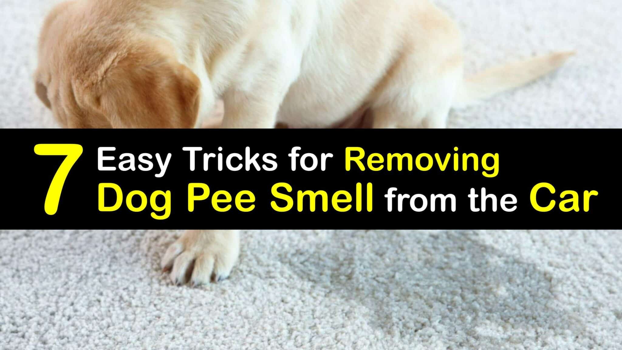 Dog Urine Odor Guide to Get Rid of Dog Pee Smell in Your Car