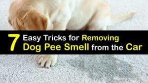 How to Get Dog Pee Smell Out of the Car titleimg1