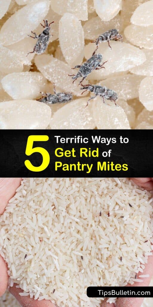 Discovering a grain mite infestation is shocking. Whether you have mold mites, grain mites, flour mites, or flour weevils, pest control is essential. Get rid of your pantry bug problem with dish soap, white vinegar, bay leaves, and more. #get #rid #pantry #mites