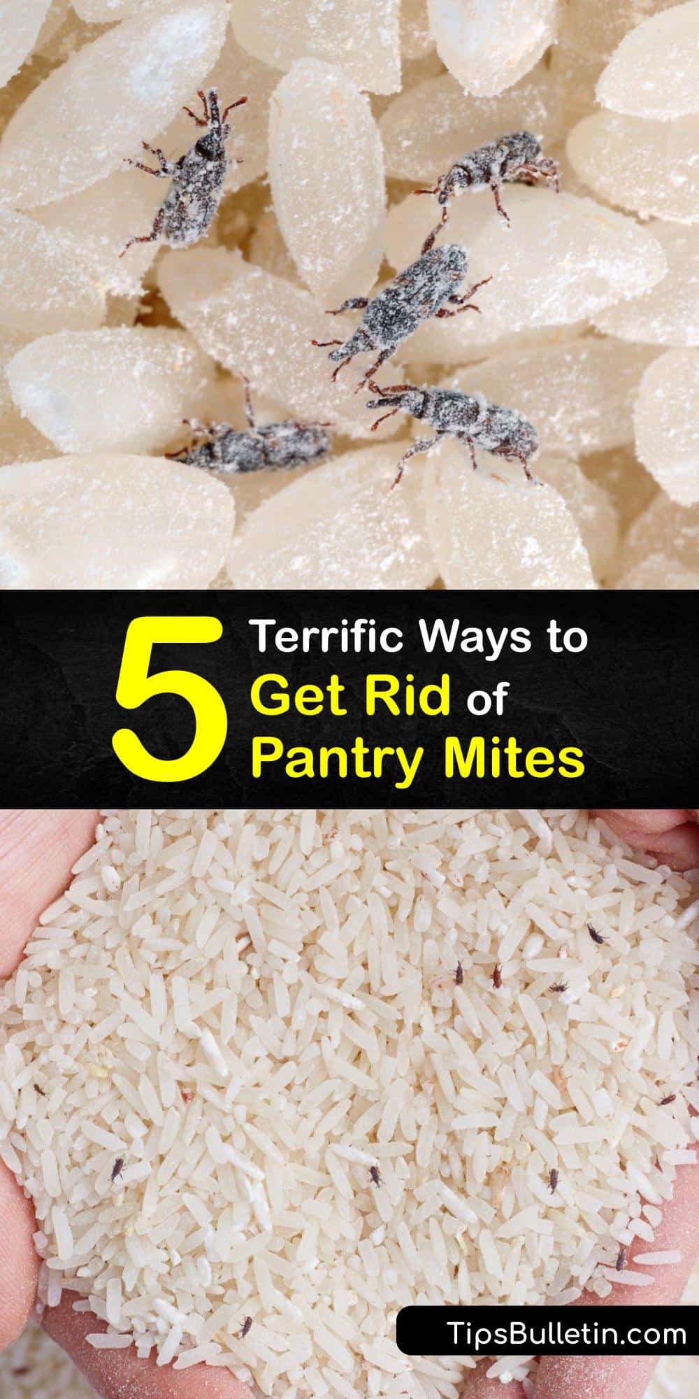 Eliminating Pantry Mites Tricks for Getting Rid of Pantry Mites