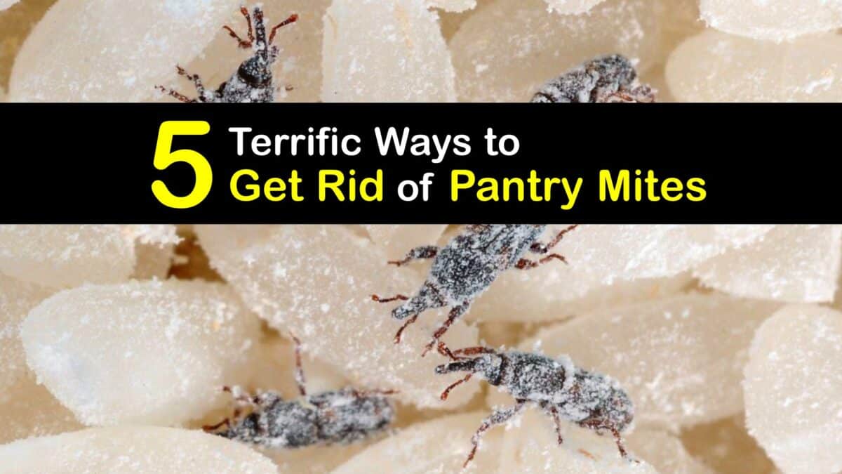 Eliminating Pantry Mites Tricks for Getting Rid of Pantry Mites