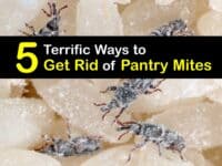 How to Get Rid of Pantry Mites titleimg1