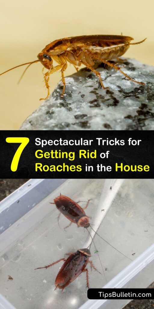 If you need cockroach control, this article has you covered. Discover how to rid your home of unwelcome pests like the American roach, German roach, and wood cockroach. Learn how to make roach bait, set traps, and place deterrents for complete control. #get #rid #cockroaches #inside #house
