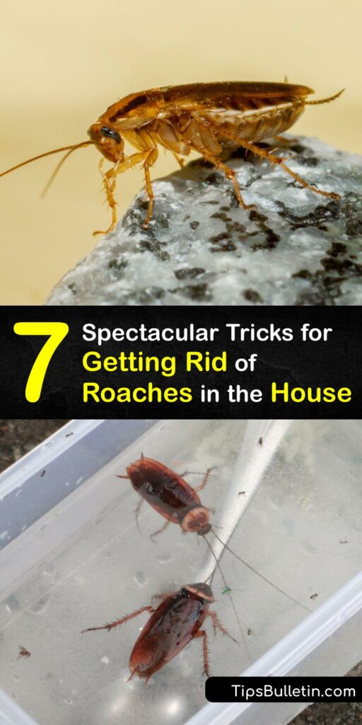 If you need cockroach control, this article has you covered. Discover how to rid your home of unwelcome pests like the American roach, German roach, and wood cockroach. Learn how to make roach bait, set traps, and place deterrents for complete control. #get #rid #cockroaches #inside #house