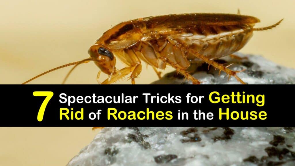 How to Get Rid of Roaches in Your House titleimg1