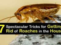 How to Get Rid of Roaches in Your House titleimg1