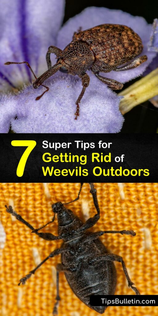 Whether it's a garden weevil like the black vine weevil and root weevils, or the grain weevil, an infestation is bad news. The adult weevil devours leaves while weevil larvae consume plant roots. Use easy remedies like neem oil and diatomaceous earth to destroy them. #get #rid #weevils #garden
