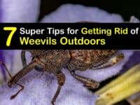 How to Get Rid of Weevils in the Garden titleimg1