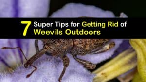 How to Get Rid of Weevils in the Garden titleimg1