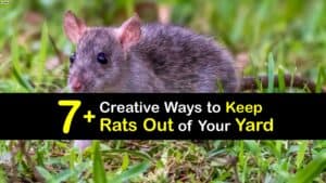 How to Keep Rats Out of Your Yard titleimg1