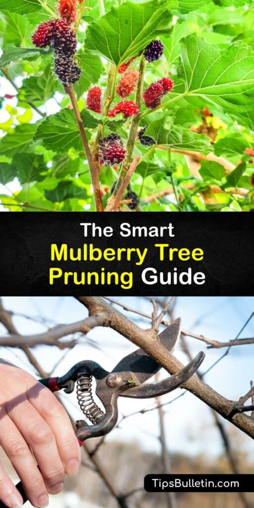 Discover how to get the most fruit or shade from your trees by pruning mulberry trees at the right time. The mulberry tree grows wild throughout North America, and there are different varieties, from the white and black mulberry to the red mulberry tree. #prune #mulberry #trees