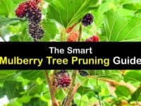 How to Prune Mulberry Trees titleimg1