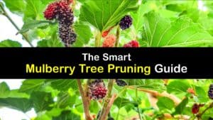 How to Prune Mulberry Trees titleimg1