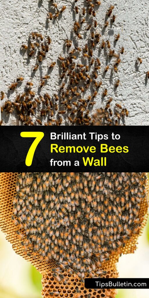 Learn how to remove bees and a bee nest from a wall safely. Many different types of bees nest in walls, from carpenter bees to honey bees, and it’s vital to take proper steps when performing bee removal to prevent a bee swarm. #howto #remove #bees #wall
