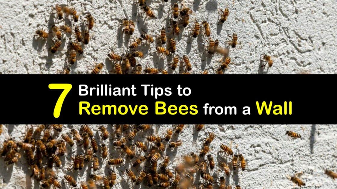 Eliminating Bees Inside Tips for Removing Bees in the Walls