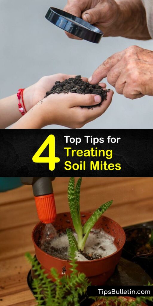 The soil mite is often confused with the fungus gnat. This beneficial insect feeds on organic matter like plant leaf litter to improve the soil, though some find its presence unnerving. Use insecticidal soap or diatomaceous earth to remove soil mites from your indoor plant. #treat #soil #mites