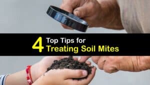 How to Treat Soil Mites titleimg1