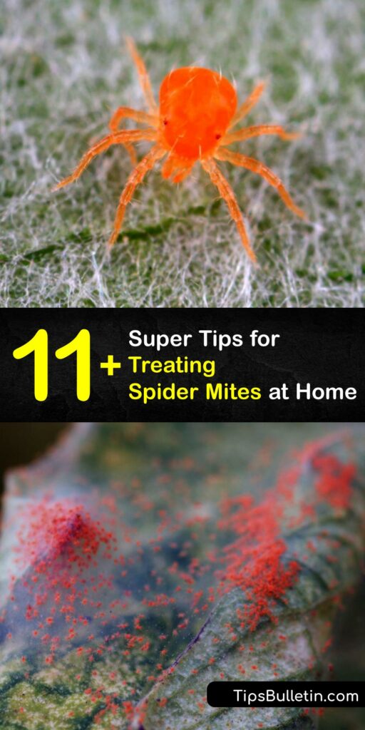 Use integrated pest management to tackle a spider mite infestation. Remove a spruce spider mite or red spider mite population from your indoor plant to prevent spider mite damage. Insecticidal soap and introducing the predatory mite are ideal spider mite treatments. #treat #spider #mites