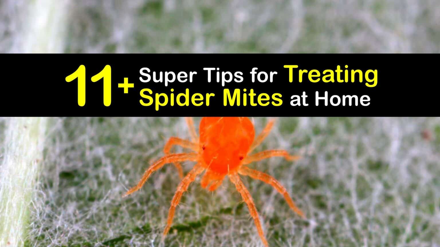 Treating Spider Mites Fast Tips for Spider Mite Treatment