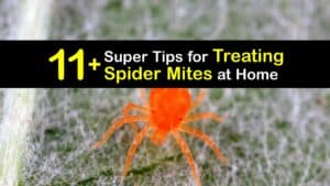 How to Treat Spider Mites titleimg1