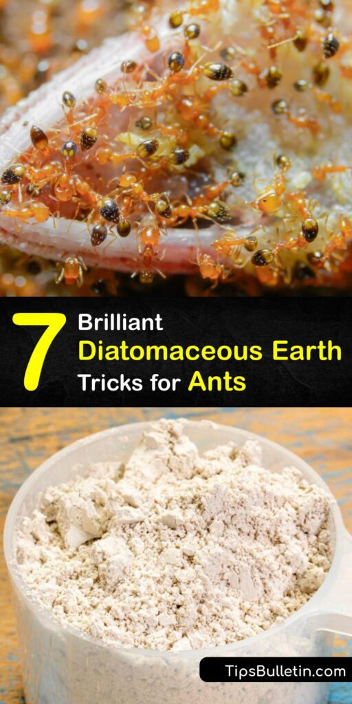 Pest control doesn’t have to be a pain. Discover how to use food grade diatomaceous earth for your potted plant, pantry, or porch. Learn tips to treat fire ants, carpenter ants, bed bugs, and more with DE. #diatomaceous #earth #ants
