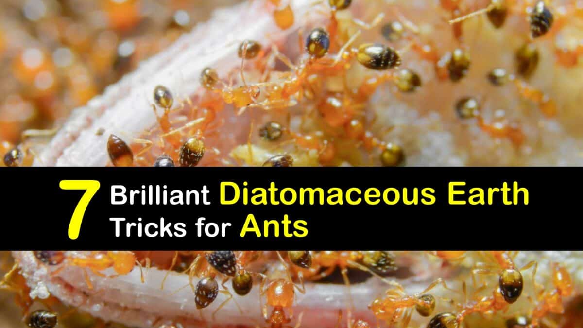 Ant Control Smart Diatomaceous Earth Uses for Ants