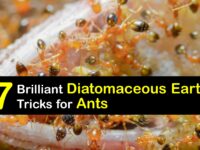 How to Use Diatomaceous Earth for Ants titleimg1