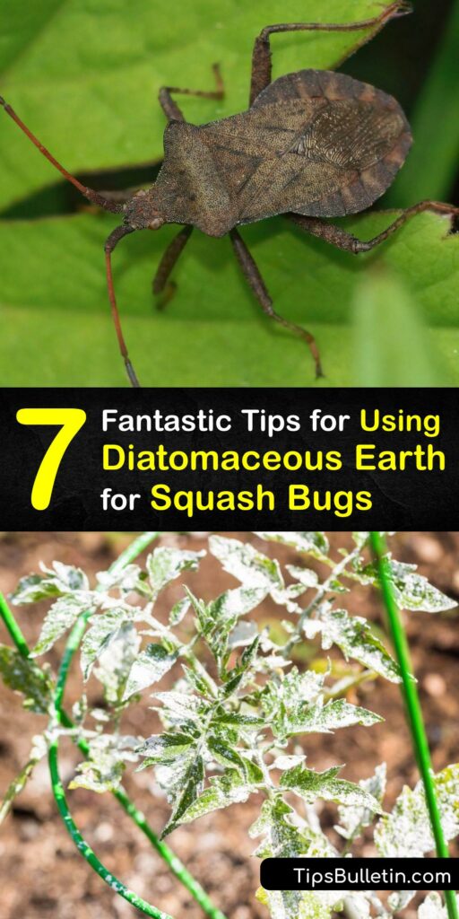 Discover how to use diatomaceous earth to keep squash bugs and squash bug eggs from destroying your crop. The squash bug and squash vine borer are common garden pests, and DE helps prevent squash bugs from killing a young squash plant. #diatomaceous #earth #squash #bugs