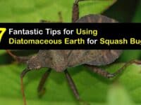 How to Use Diatomaceous Earth for Squash Bugs titleimg1