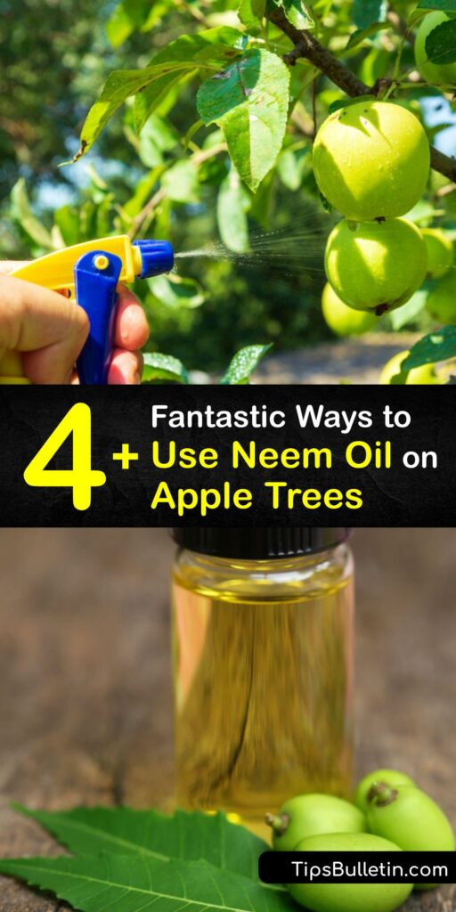 Discover how to make Neem oil spray for fruit trees for disease and pest prevention. Neem oil is excellent for insect control, and it doesn’t harm beneficial insects. Spray Neem oil on an apple tree to deter the codling moth and other pests, and prevent diseases. #neem #oil #apple #trees