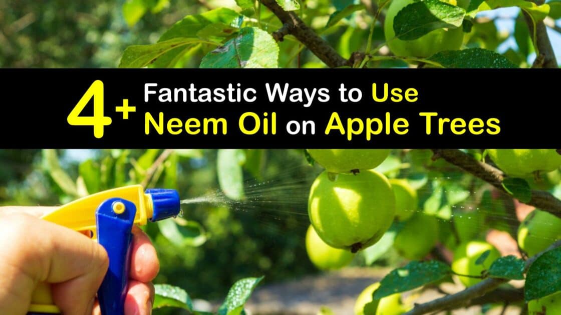 Using Neem Oil on Apple Trees Fast Tips for Apple Tree Problems
