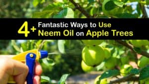 How to Use Neem Oil for Apple Trees titleimg1