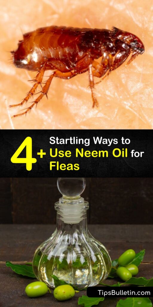 Discover how to use Neem oil for flea control and keep your pets safe from flea bites and intestinal parasites. Neem oil comes from Neem tree seeds, and it is a natural form of pest control that eliminates the flea and other pests without harming beneficial insects. #neemoil #fleas