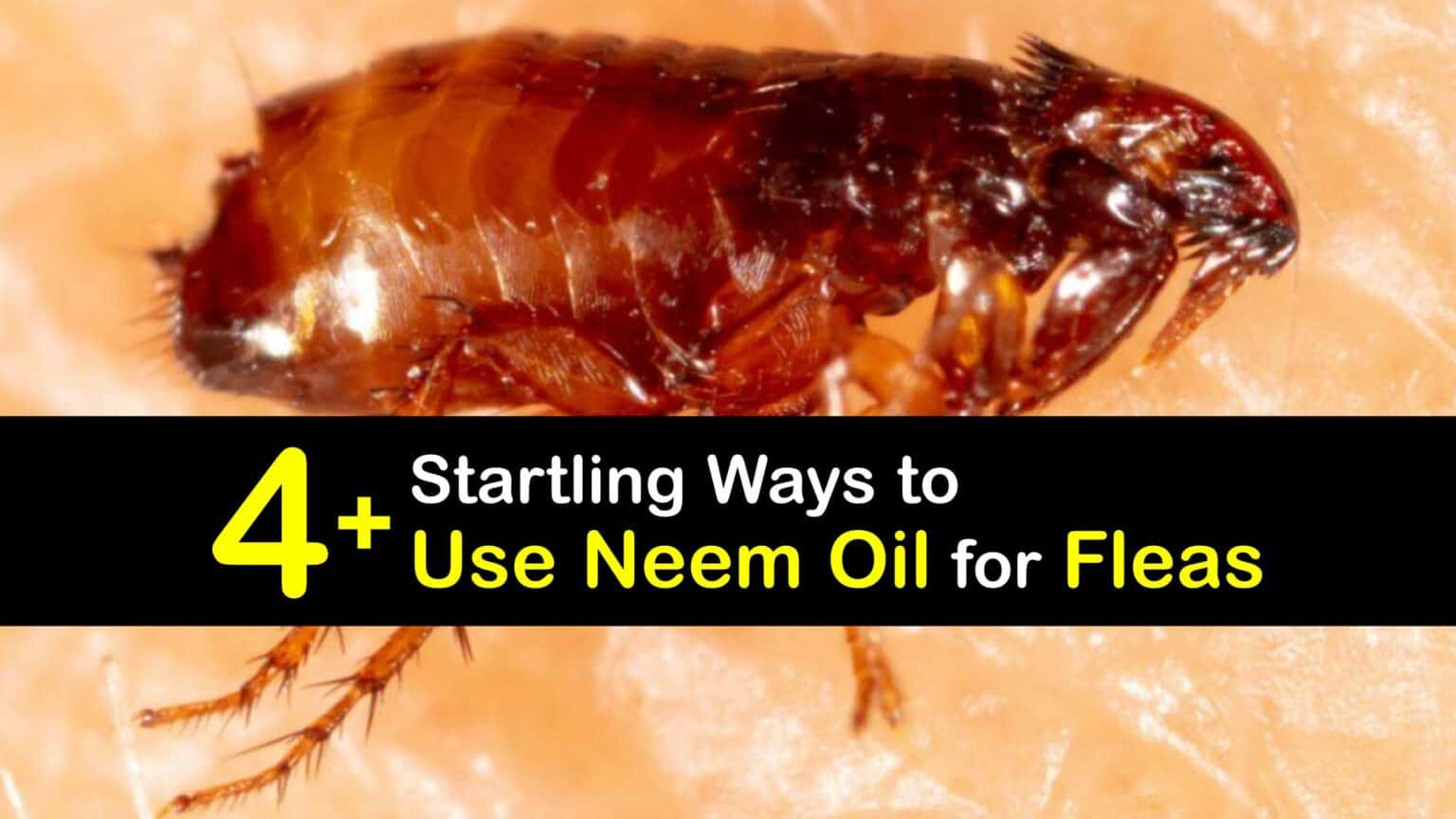 View of Kill Fleas with Neem Oil - Incredible Guide to Getting Rid of Fleas
