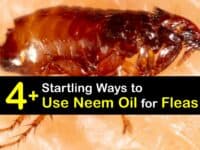 How to Use Neem Oil for Fleas titleimg1