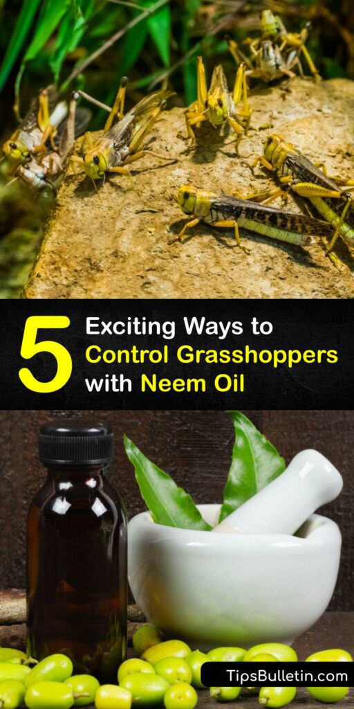 Discover how to control grasshoppers, eliminate the Japanese beetle, fight powdery mildew, and protect beneficial insects with one product. Learn how to use neem oil spray in your yard and home garden to fight insect infestation safely and effectively. #neem #oil #grasshoppers